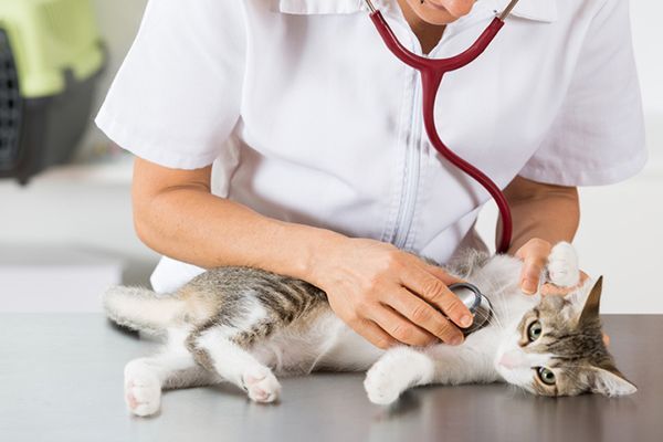 Manfaat Aktivitas Fisik untuk Menunjang Kesehatan Anjing